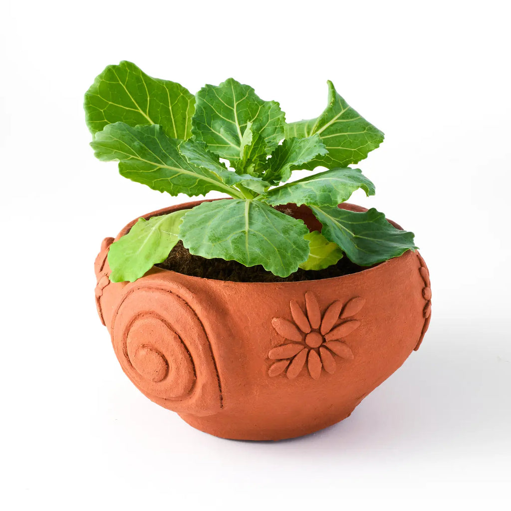 Rakshana Snail Plant Pot - Terracotta