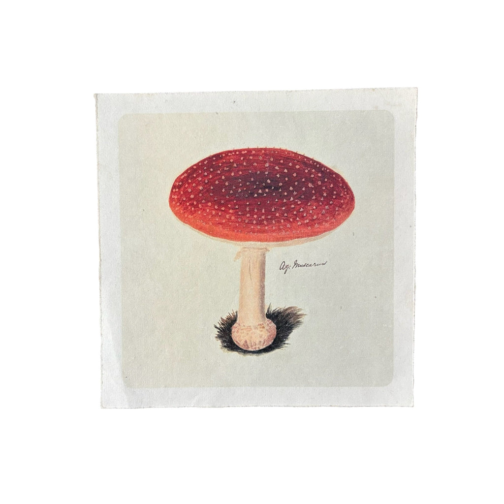 Flora & Fauna 8 x 8