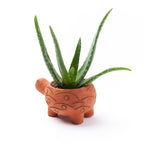 Rakshana Turtle Plant Pot - Terracotta