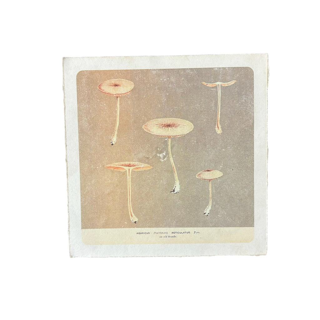 Flora & Fauna 8 x 8