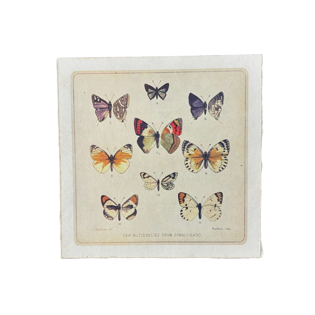 Flora & Fauna 8 x 8