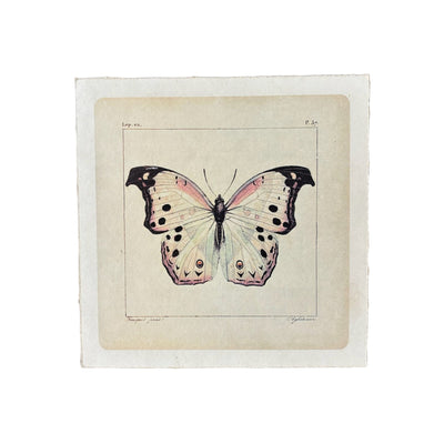 Flora & Fauna 8 x 8