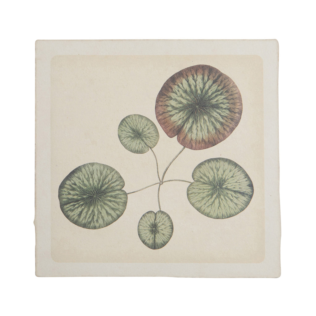 Flora & Fauna 8 x 8