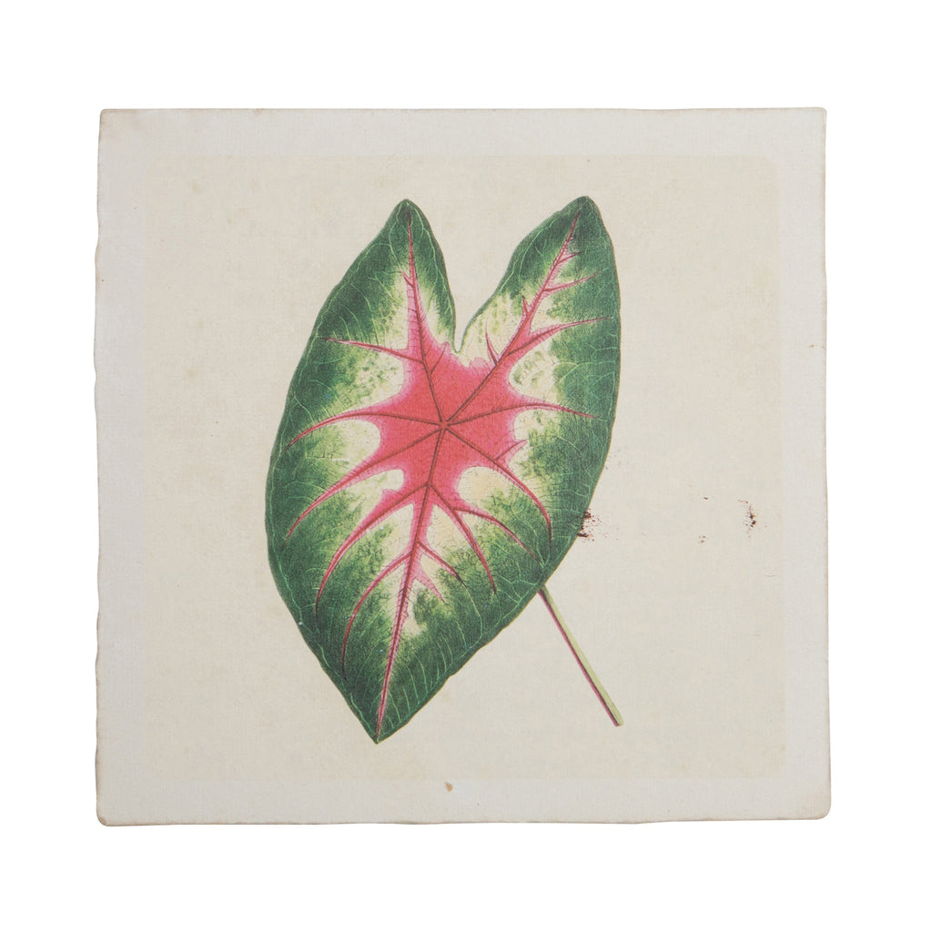 Flora & Fauna 8 x 8