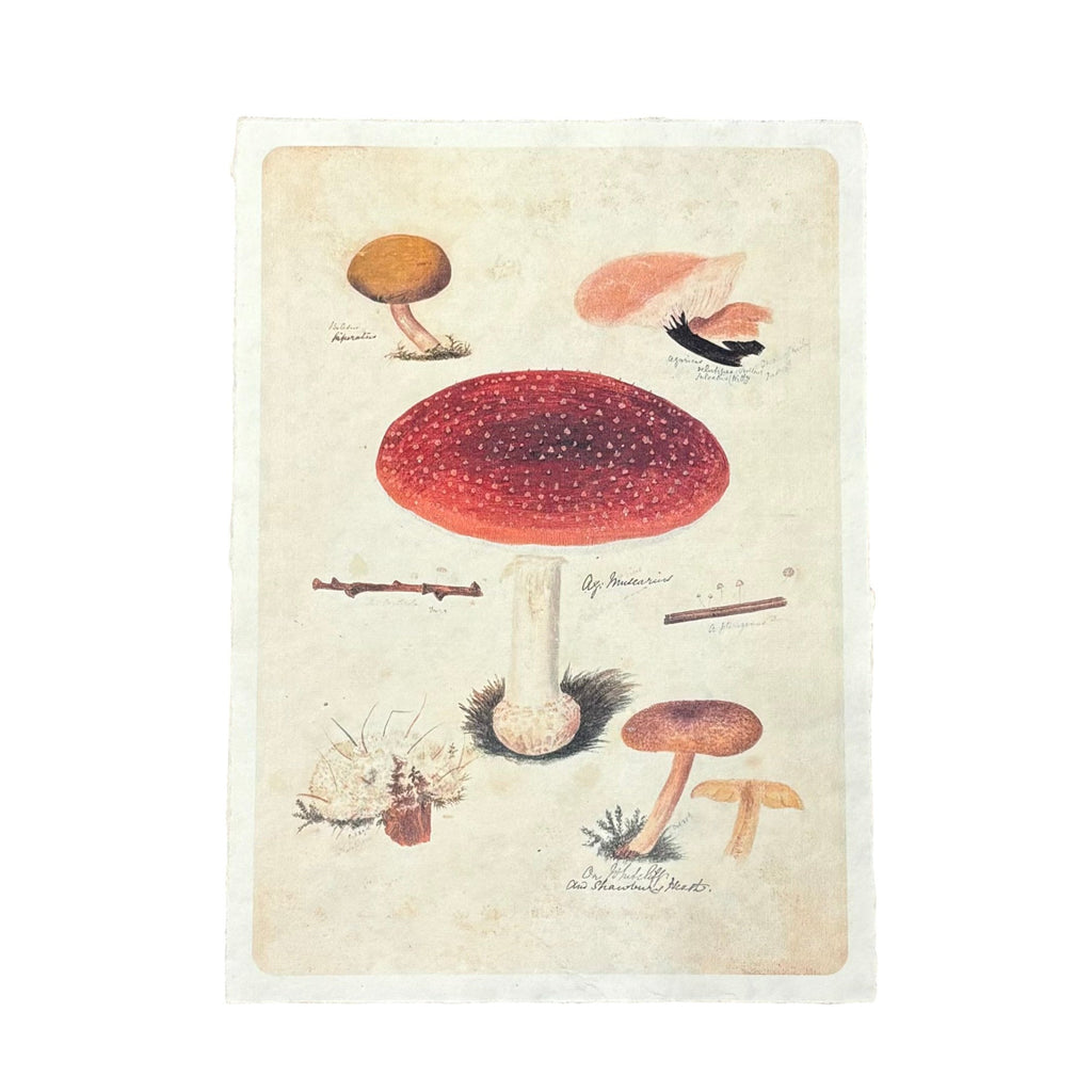 Flora & Fauna 12 x 16