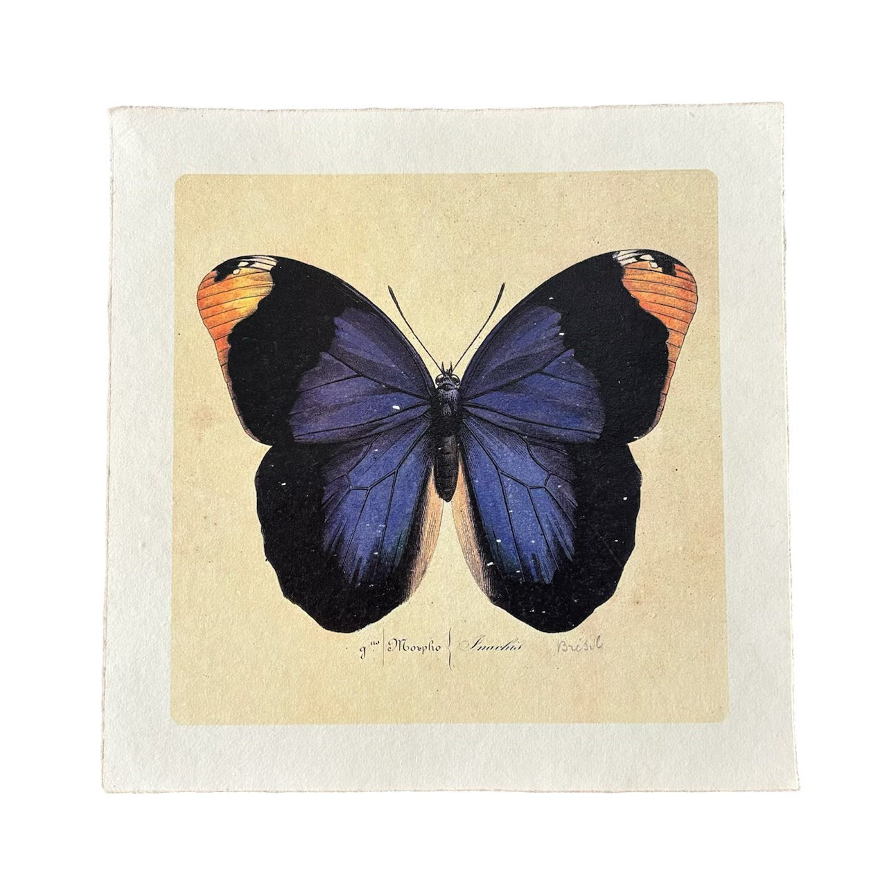 11"x11" Blue Butterfly - Flora & Fauna Collection