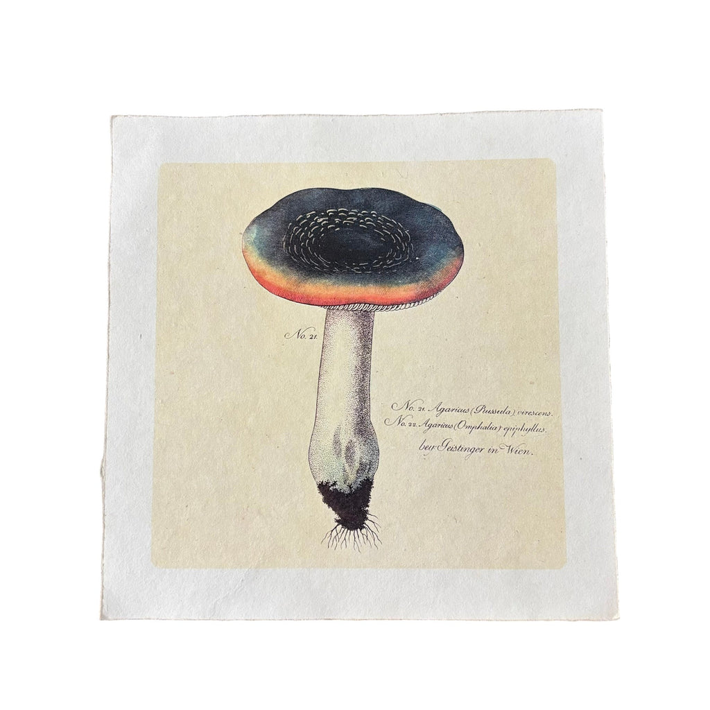 11"x11" Rainbow Shroom - Flora & Fauna Collection