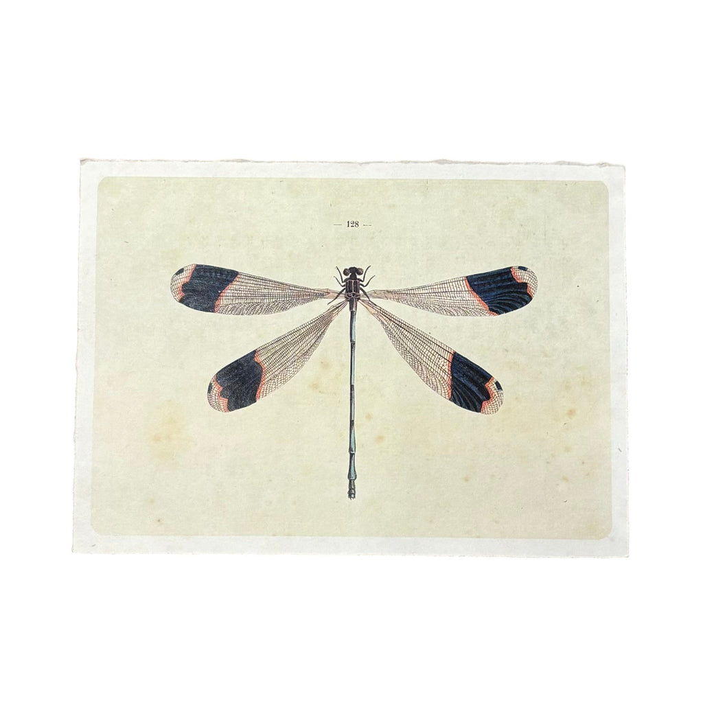 16"x12" Solo Dragonfly - Flora & Fauna Collection