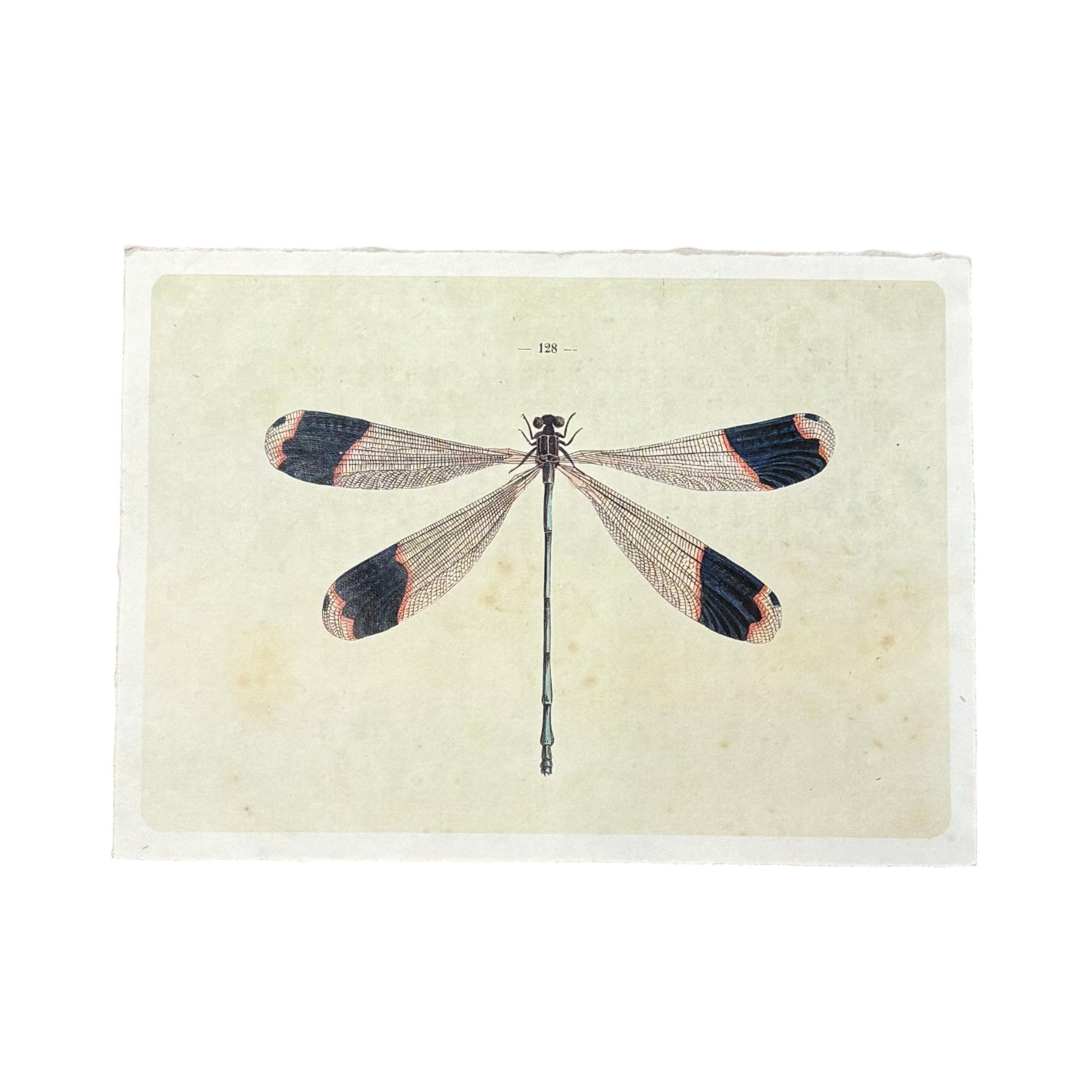 16"x12" Solo Dragonfly - Flora & Fauna Collection