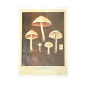 12"x16" Shroom Roots - Flora & Fauna Collection