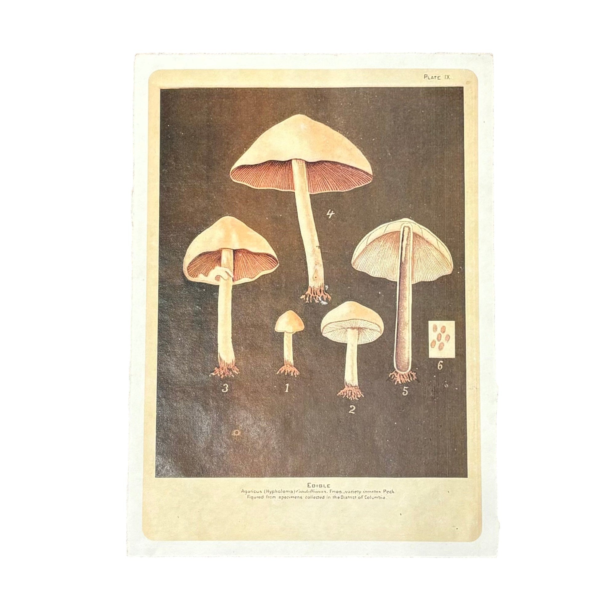 12"x16" Shroom Roots - Flora & Fauna Collection