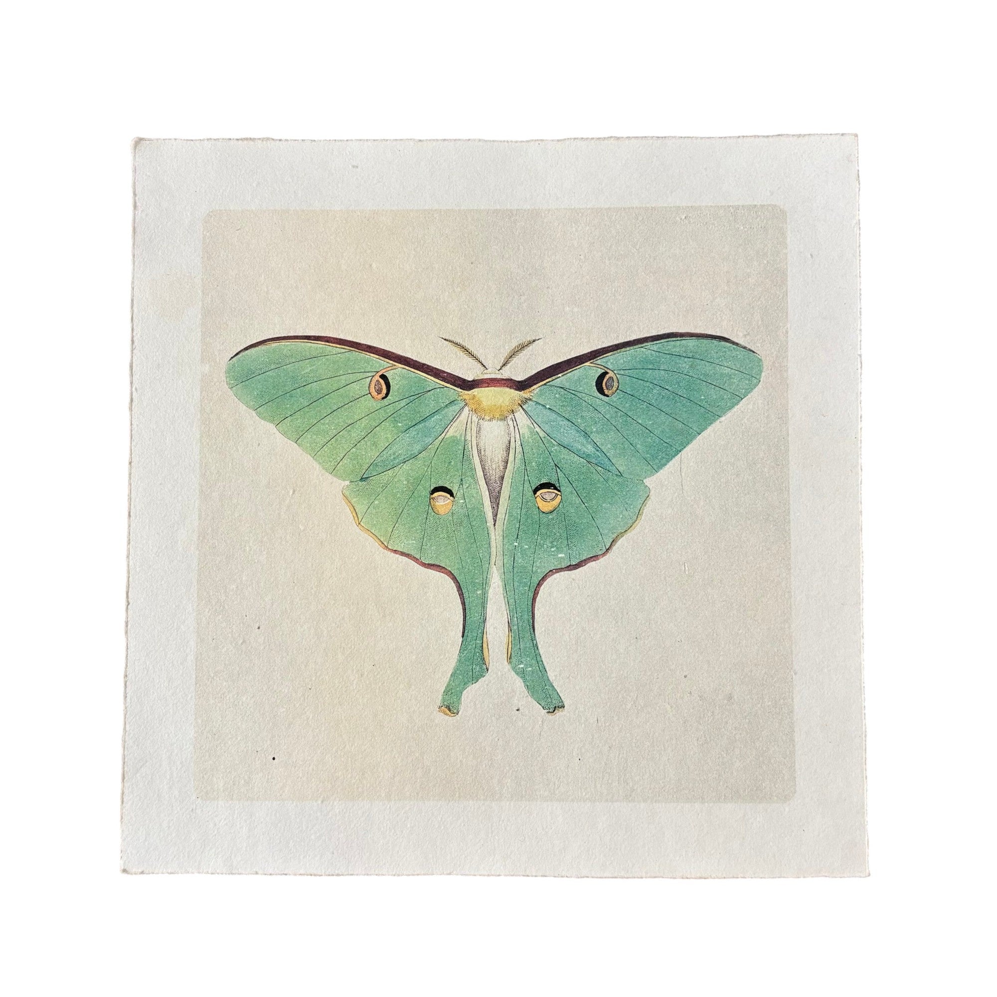 11"x11" Green Luna Moth - Flora & Fauna Collection