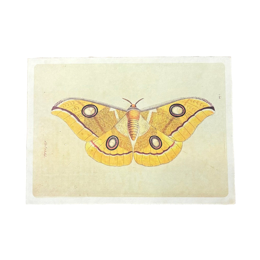 16"x12" Yellow Moth - Flora & Fauna Collection