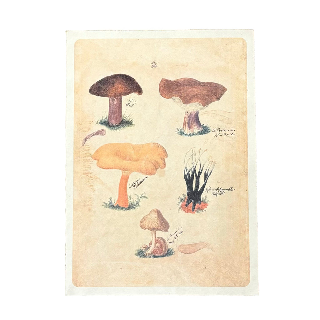 12"x16" Neutral Shrooms- Flora & Fauna Collection