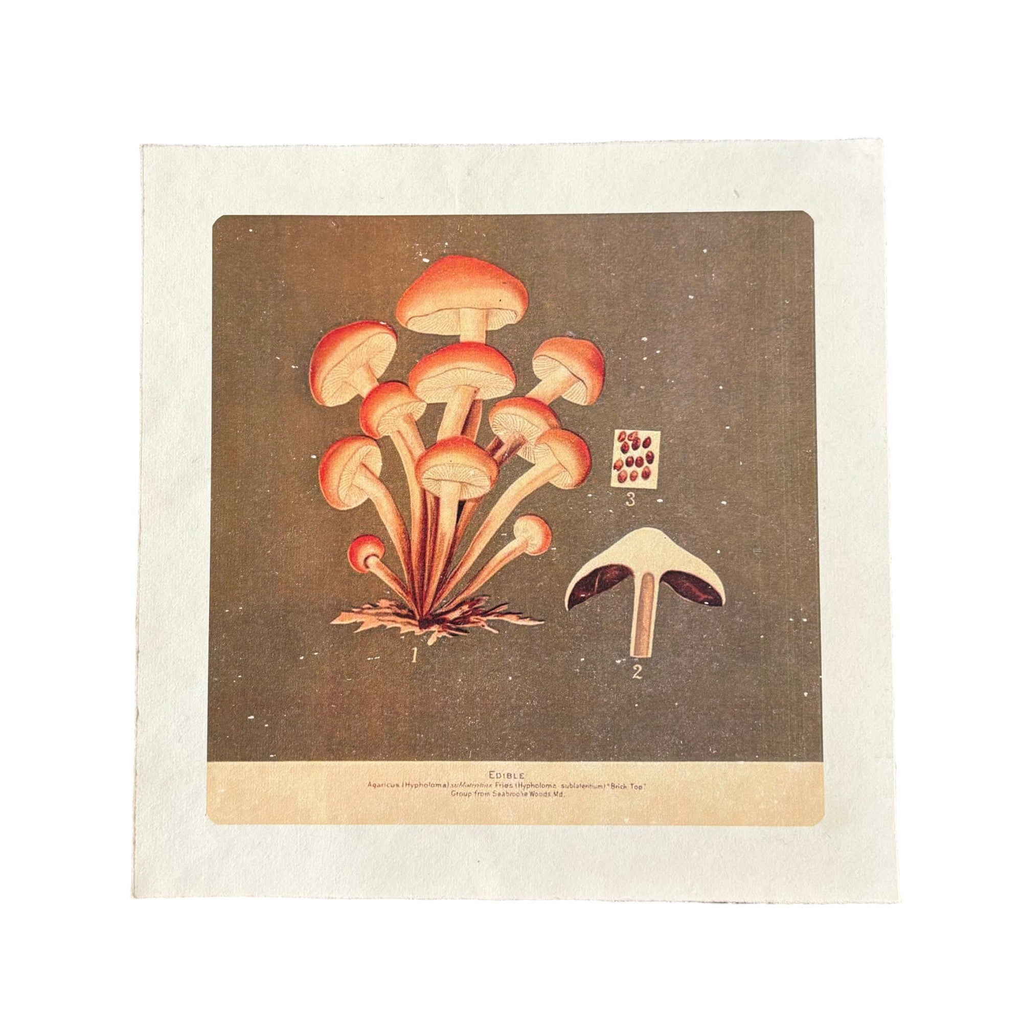 11"x11" Shroom Bunch - Flora & Fauna Collection