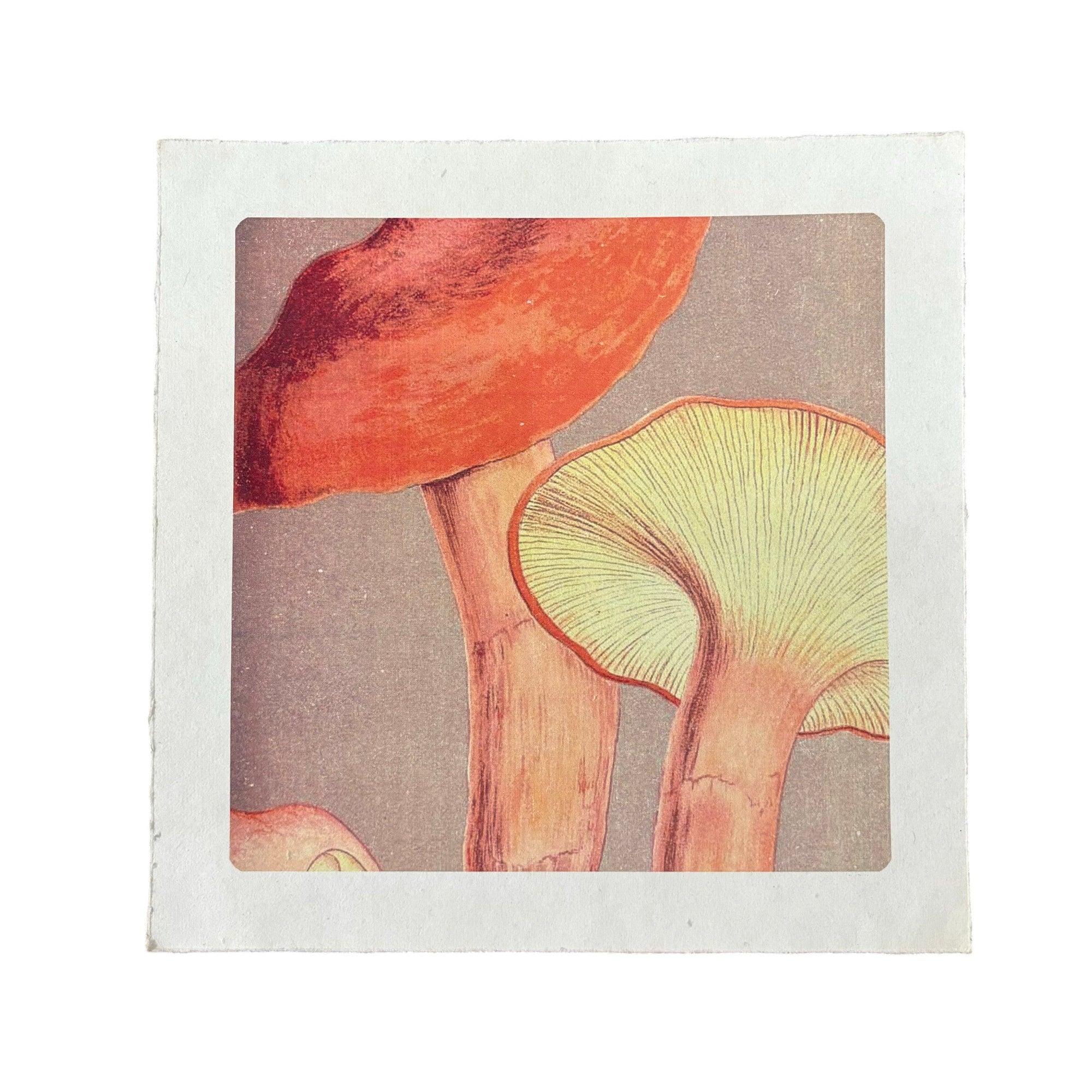 11" x 11 Up & Close Shrooms - Flora & Fauna Collection