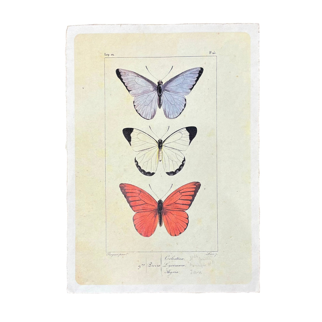 12"x16" Butterfly Trio - Flora & Fauna Collection