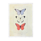 12"x16" Butterfly Trio - Flora & Fauna Collection