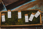 Message in a Bottle Earring Collection - Gold Stars