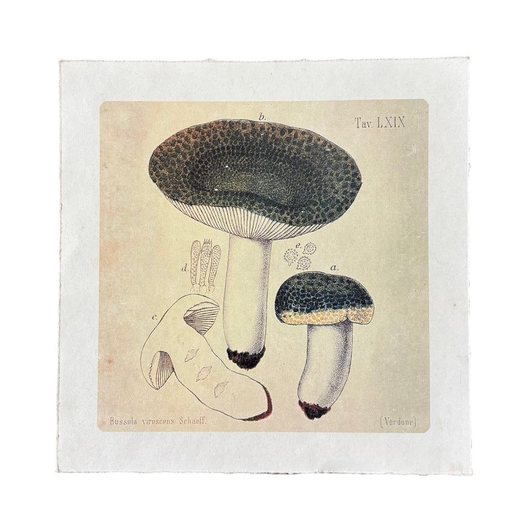 11"x11" Green Shrooms - Flora & Fauna Collection