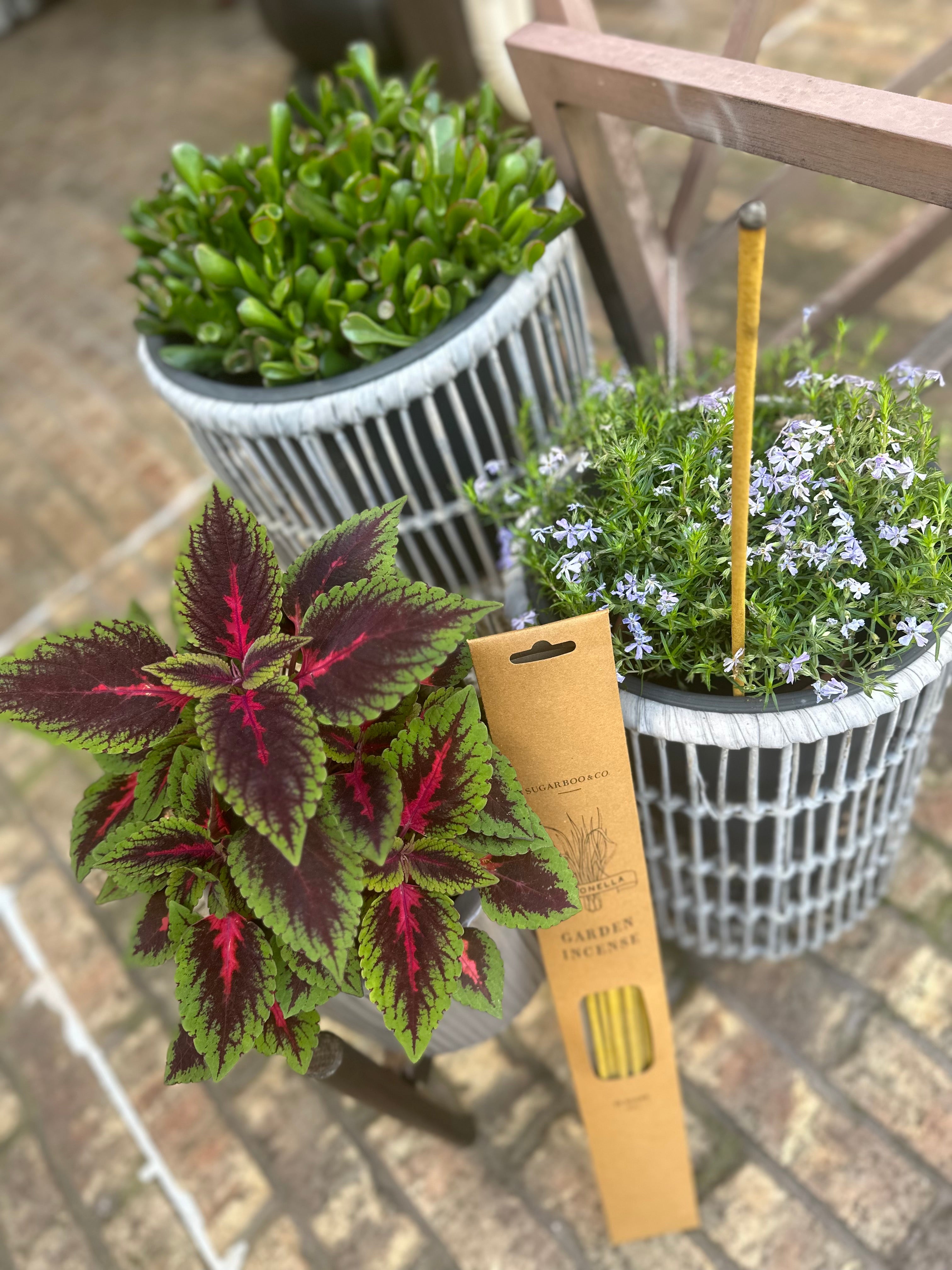 Citronella Incense