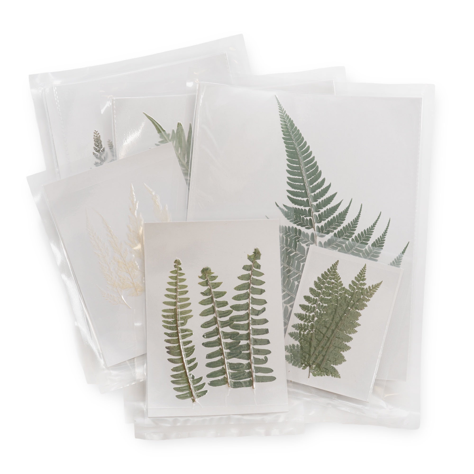 Large Pressed Botanicals- Fern