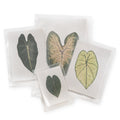 Large Pressed Botanicals- Caladium