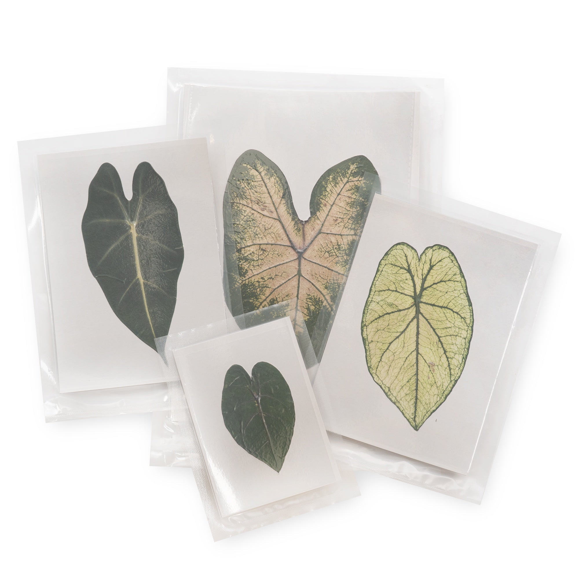 Large Pressed Botanicals- Caladium
