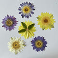 Large Pressed Botanical- Waterlily